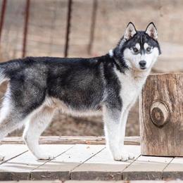 American Eskimo Dogs, Newfoundlands, and Siberian Huskies from Blossom Trail Kennel