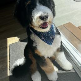 Bernedoodle All Grown Up from Fife and Wife Ranch LLC