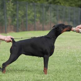 Blondie - Doberman Pinscher