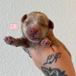 Girl 2 - Caramel red female Australian Labradoodle puppy in Valley Springs, California from Blue Denim Doodles