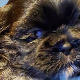 Shih Tzus from Lynn's Shih Tzus