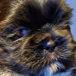 Shih Tzus from Lynn's Shih Tzus