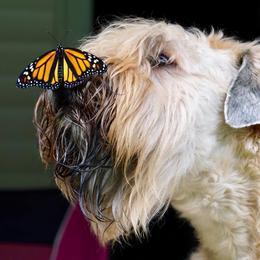Soft Coated Wheaten Terriers from Charm Wheatens