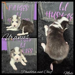 Uranus - Black and white male Siberian Husky puppy in Bloomfield, Indiana from Paiges lil huskies