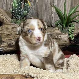 Miniature Australian Shepherd Puppies from Helm Farms Aussies