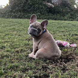 French Bulldog Puppies from Kuumaka Kanines
