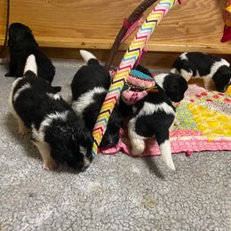 Newfoundland Puppies from Crossroads Newfoundlands