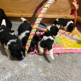 Newfoundland Puppies from Crossroads Newfoundlands