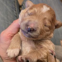 Muffet - Apricot female Goldendoodle puppy in Neillsville, Wisconsin from Granton Creek
