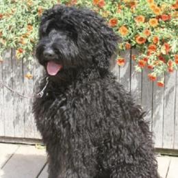 Mercedies - Black female Australian Labradoodle puppy in Morristown, New Jersey from English Manor Labradoodles