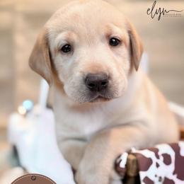 Brown Male - Yellow male Labrador Retriever puppy in Franklin, Virginia from Oak Hollow Retrievers