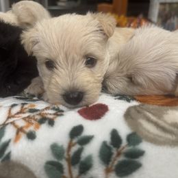 Girl 1 - Wheaten female Scottish Terrier puppy in Lancing, Tennessee from Pilot Mtn Scottie’s