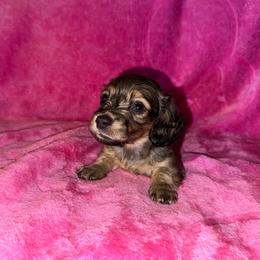 Lisa AKC - Cream female Dachshund puppy in Magnolia, Texas from J&R Macias Dachshunds