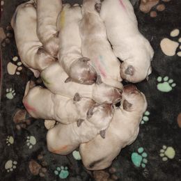 Golden Retriever Puppies from High Road Golden Retrievers