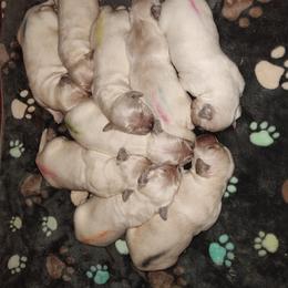 Golden Retriever Puppies from High Road Golden Retrievers