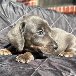Female - Blue and tan female Dachshund puppy in El Campo, Texas from Creamer Creek Kennel