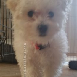 Bichon Frise Puppies from Champion Bichon