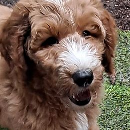 Goldendoodle Puppies from Dahlia Doodles