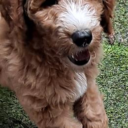 Goldendoodle Puppies from Dahlia Doodles