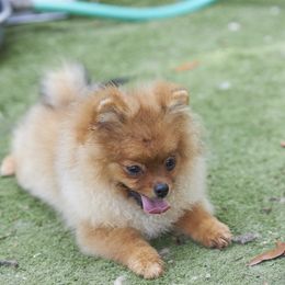 Pomeranian Puppies from Abbapoola Poms