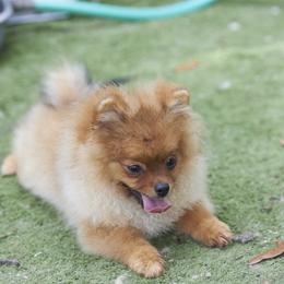 Pomeranian Puppies from Abbapoola Poms