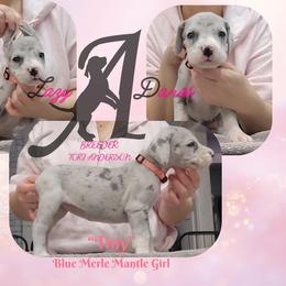 Tiny - Mantle merle female Great Dane puppy in Longview, Texas from Lazy A Danes