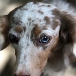 Dachshunds from His and Hers Dachshunds