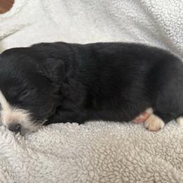 Valentino - Black tri-color male Australian Shepherd puppy in Yadkinville, North Carolina from Gold Leaf Farm & Kennels