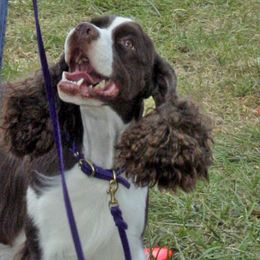 English Springer Spaniels from Brendael Springers