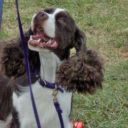 English Springer Spaniels from Brendael Springers