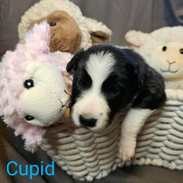 Cupid - Black and white Border Collie puppy in Gaffney, South Carolina from On the Lamb