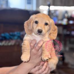 Yeti - Cream male Dachshund puppy in Hornbeck, Louisiana from A&Z Mini Dachshunds