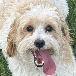 Tillie - Goldendoodle