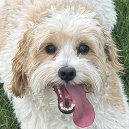 Tillie - Goldendoodle
