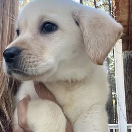 Labrador Retriever and Pembroke Welsh Corgi Puppies from Burress Family Farm and Kennels