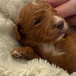Mercedes - Red female Cavapoo puppy in Tennessee from MoonBeam Pups