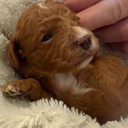 Mercedes - Red female Cavapoo puppy in Tennessee from MoonBeam Pups