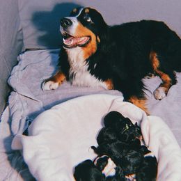Bernedoodles, Bernese Mountain Dogs, Cavapoos, Goldendoodles, Golden Retrievers, Pembroke Welsh Corgis, and Poodles from Shaggy Mountain Pups LLC