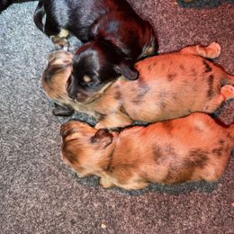 Gingerbread - Dapple female Dachshund puppy in Lincolnton, North Carolina from Oakview Kennels