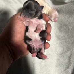 Girl 1 - female Chihuahua puppy in Davenport, Florida from Clan Cordovathone