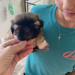 Ginger - Brindle and white female Shih Tzu puppy in Reddell, Louisiana from TINYSHIHTZUFURU
