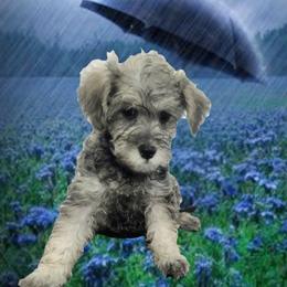 Kona (Milo II) - White male Schnoodle puppy in Tucson, Arizona from Smart Schnauzers & Schnoodles