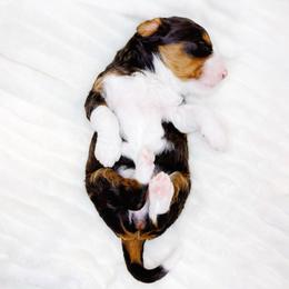 Serenity - Tri-color female Bernedoodle puppy in Mahomet, Illinois from Jordan Family Doodles