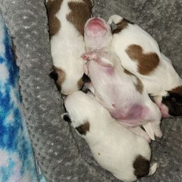 Shih Tzu Puppies from Tae's Shih Tzu Puppies