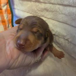 Light Chocolate Boy - Chocolate and cream male Dachshund puppy in Woodburn, Iowa from Rolling S Ranch Doxies