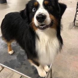 Miniature American Shepherd All Grown Up from Greenwood Acres Kennel