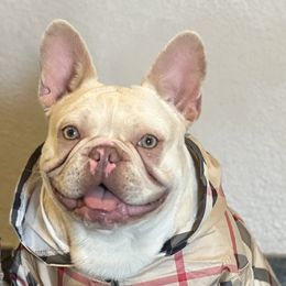 Bella - French Bulldog