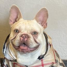 Bella - French Bulldog