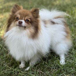 Breeze - Pomeranian