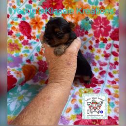 Jude - Black and tan male Yorkshire Terrier puppy in Dierks, Arkansas from Yorkie’s Klassie Kreations